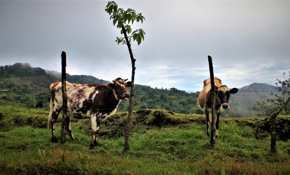 Posing_cows.jpg
